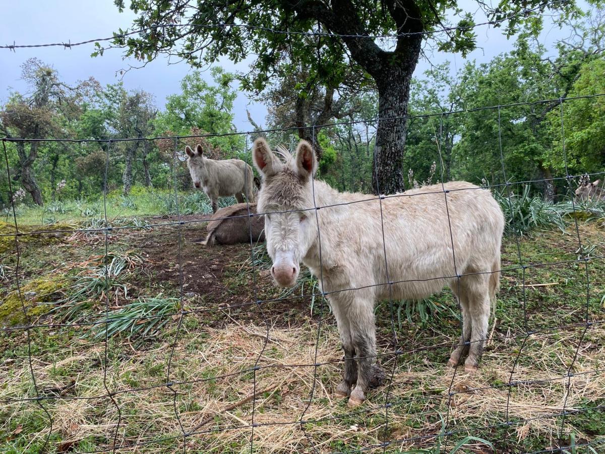 Agriturismo Pranu Sorgono Ngoại thất bức ảnh